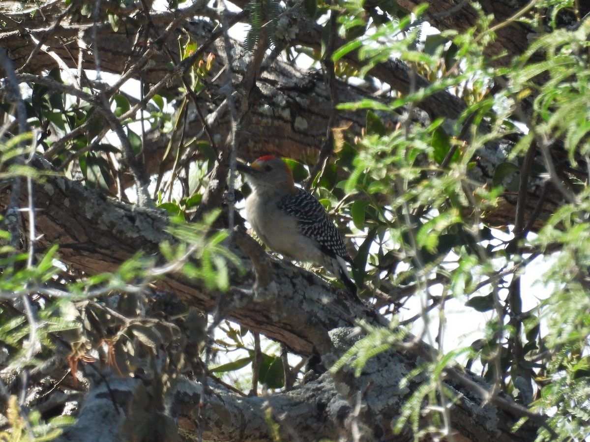 Golden-fronted Woodpecker - ML644319711