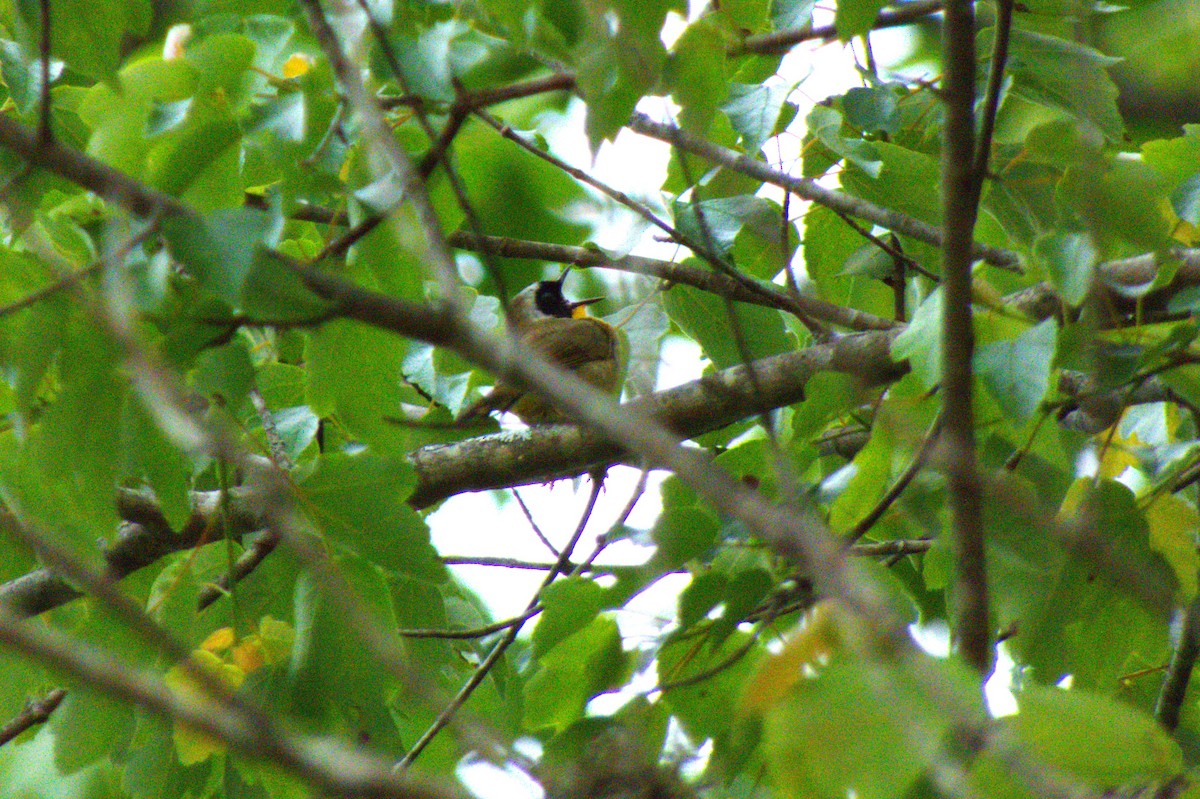 Common Yellowthroat - ML644319713