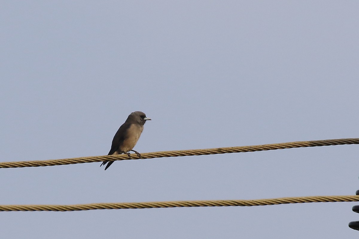 Ashy Woodswallow - ML644319714