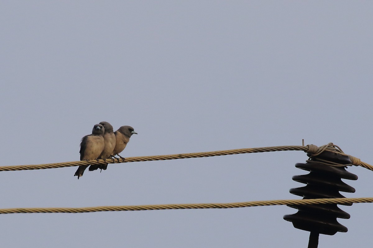 Ashy Woodswallow - ML644319715