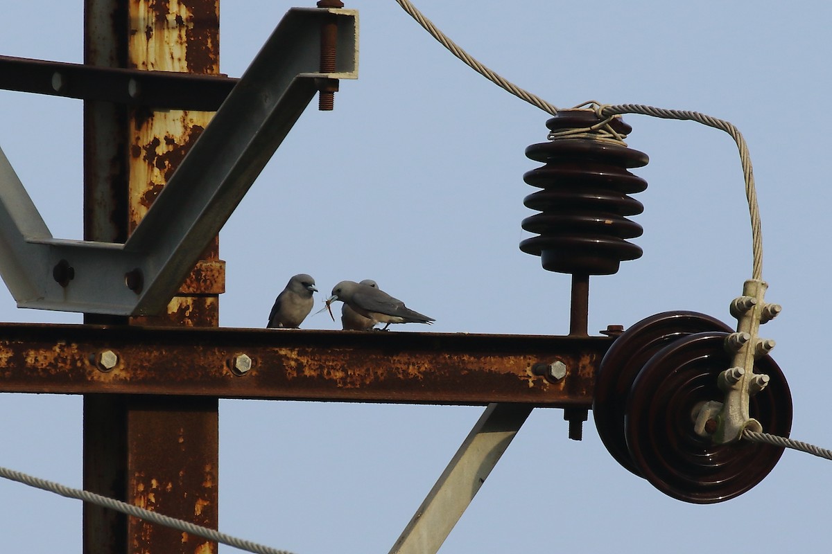 Ashy Woodswallow - ML644319716