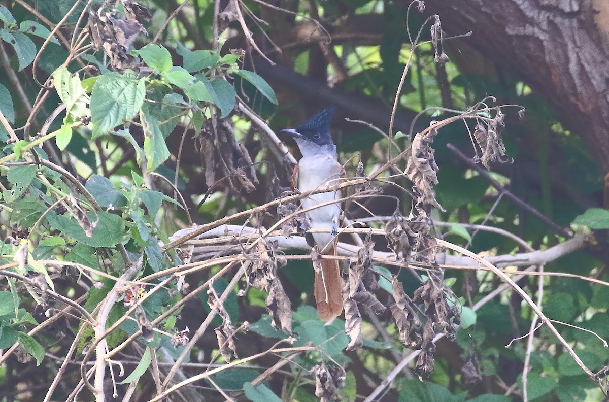 Indian Paradise-Flycatcher - ML644319722