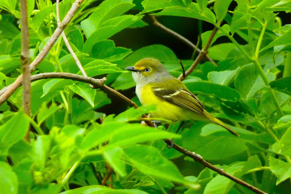 zelenáček bělooký - ML644319723