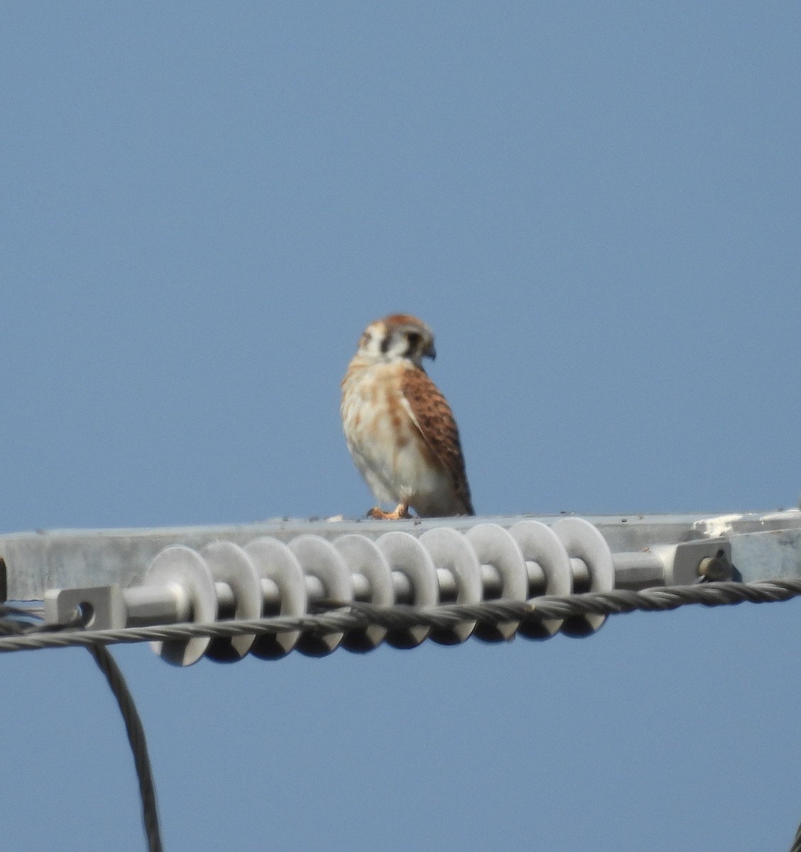 American Kestrel - ML644319725