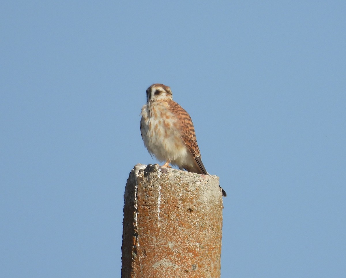American Kestrel - ML644319727