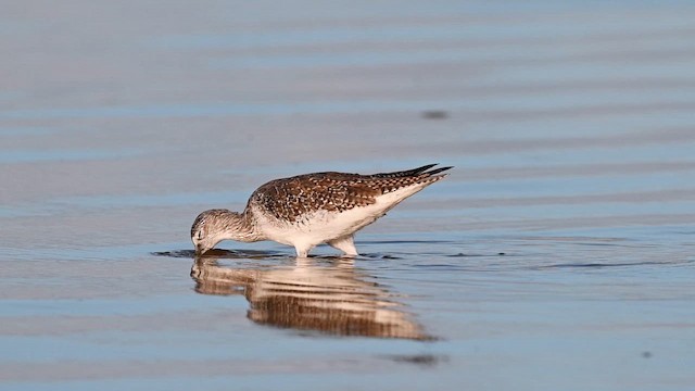 Greater Yellowlegs - ML644319732