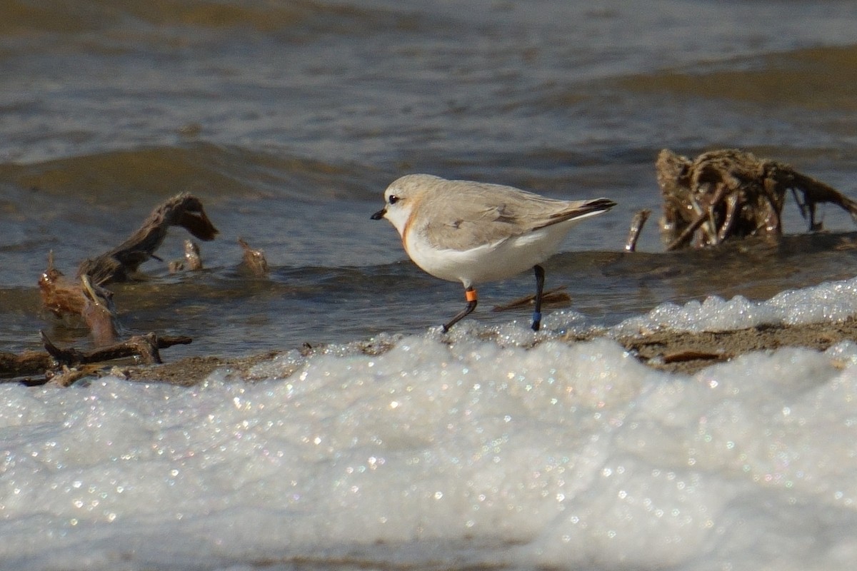 Chestnut-banded Plover - ML644319734