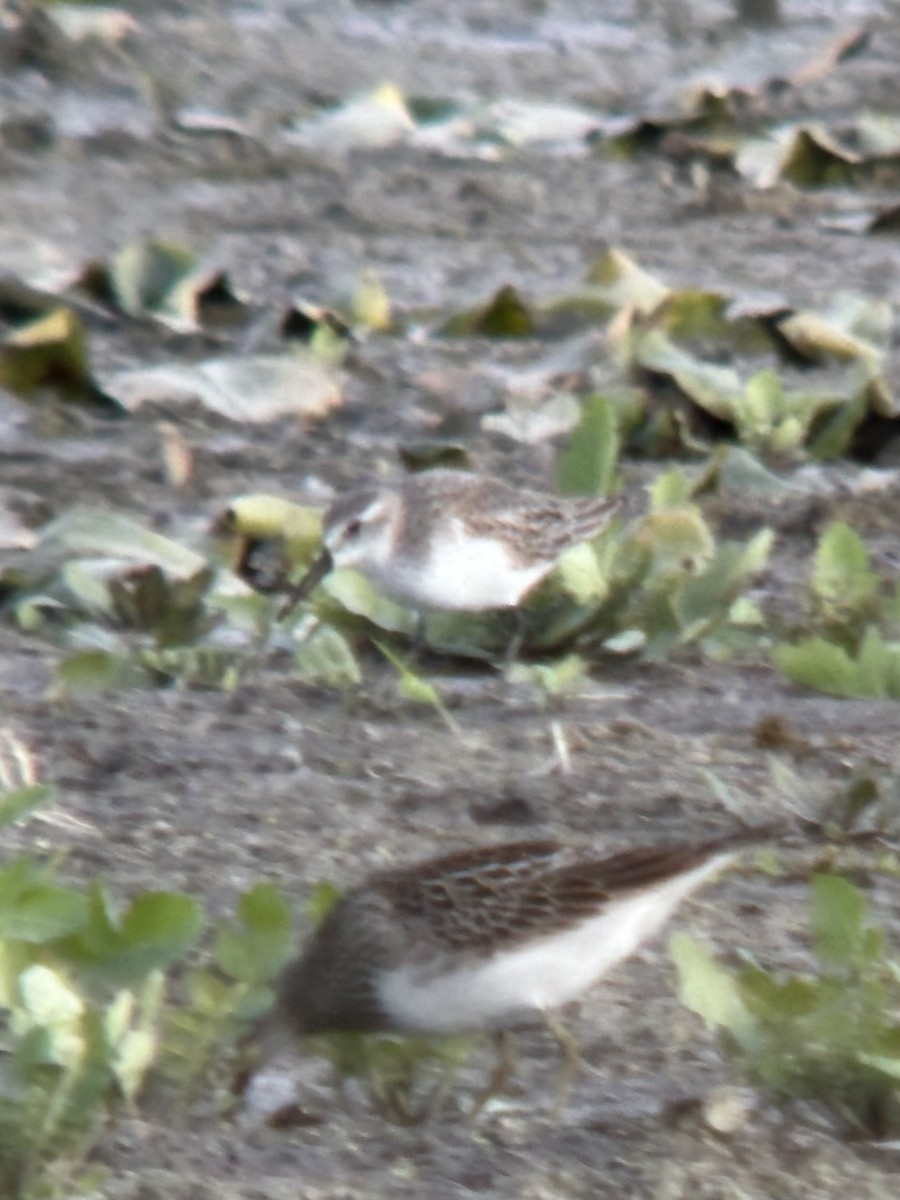 Western Sandpiper - ML644319739