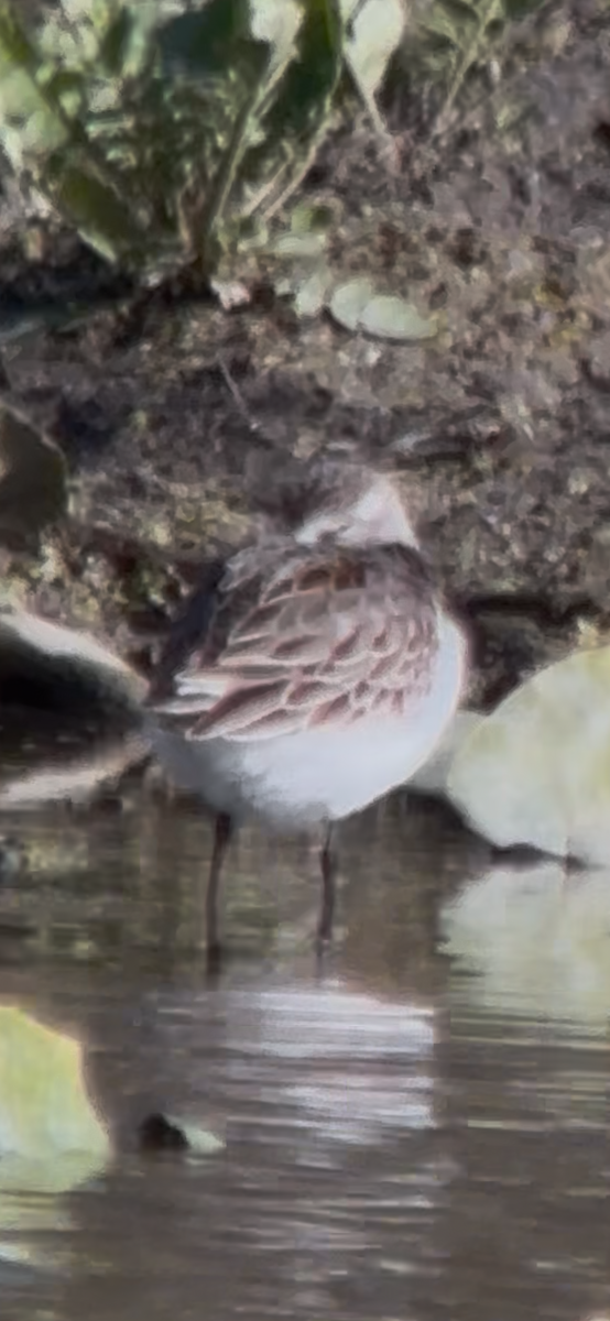 Western Sandpiper - ML644319741
