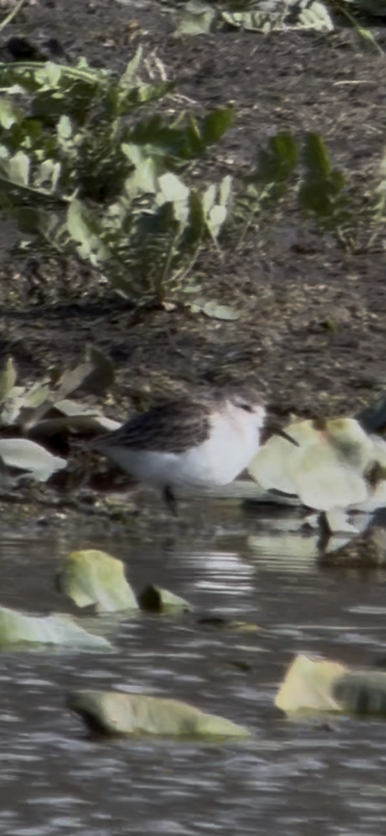 Western Sandpiper - ML644319742