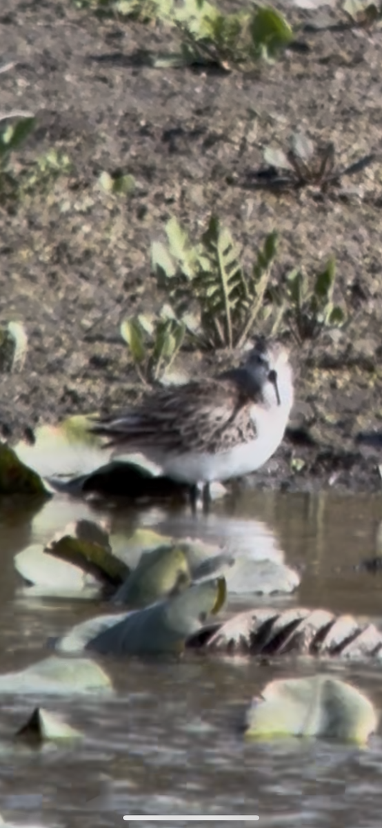 Western Sandpiper - ML644319744