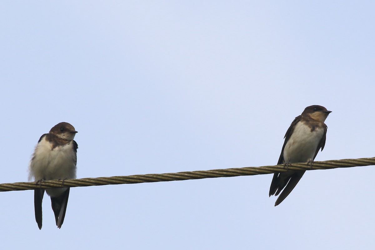 Barn Swallow - ML644319748