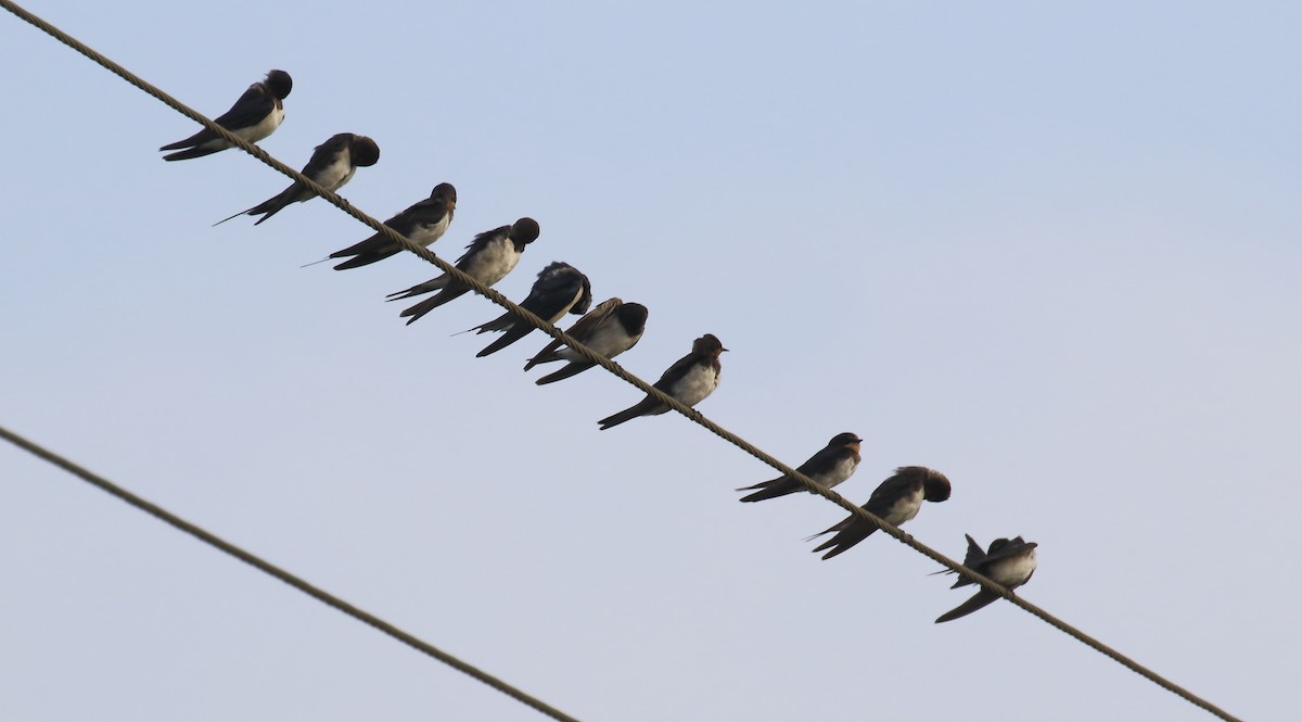 Barn Swallow - ML644319749