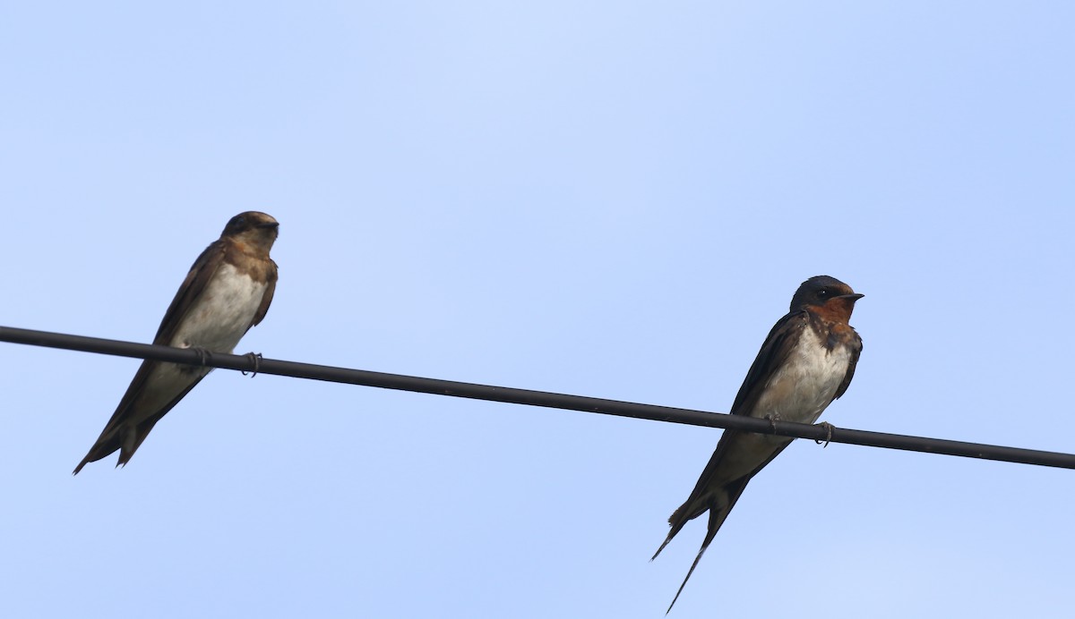 Barn Swallow - ML644319750