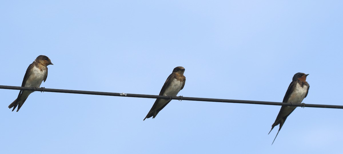Barn Swallow - ML644319751