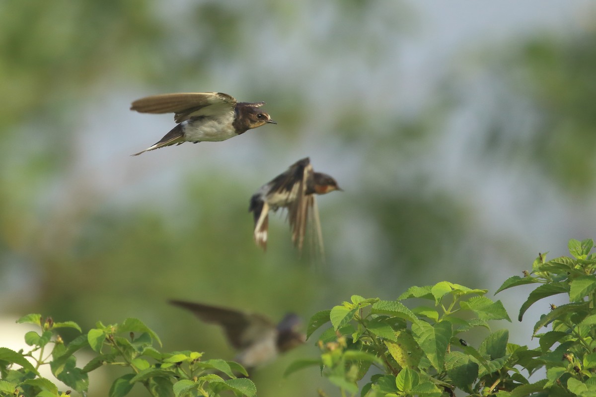 Barn Swallow - ML644319752