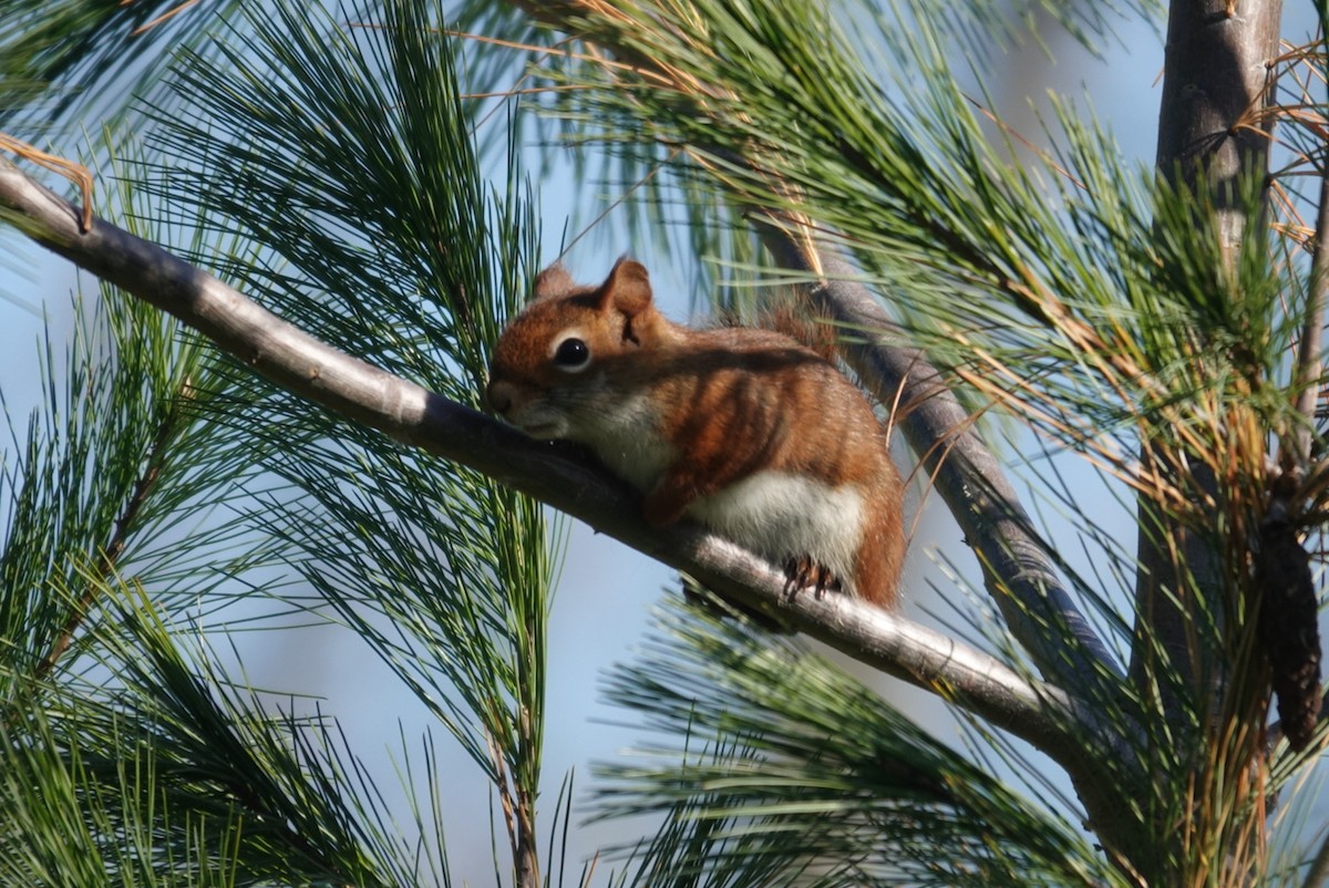 Animals - ML644319754