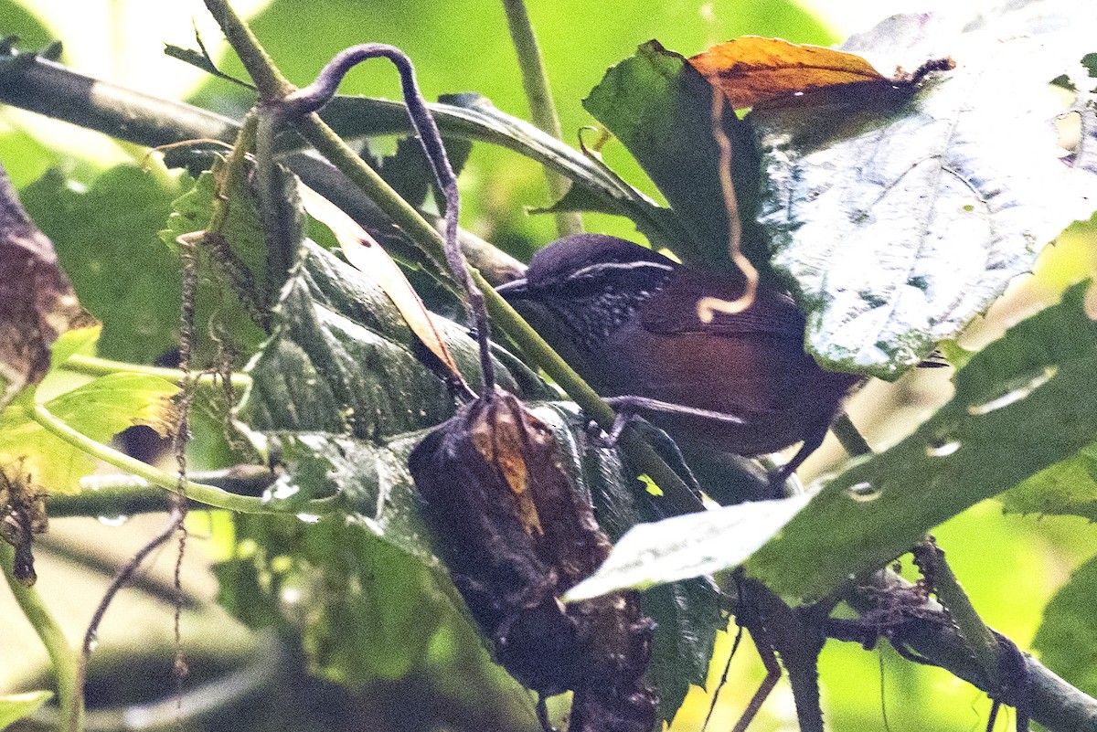Gray-breasted Wood-Wren - ML644319756