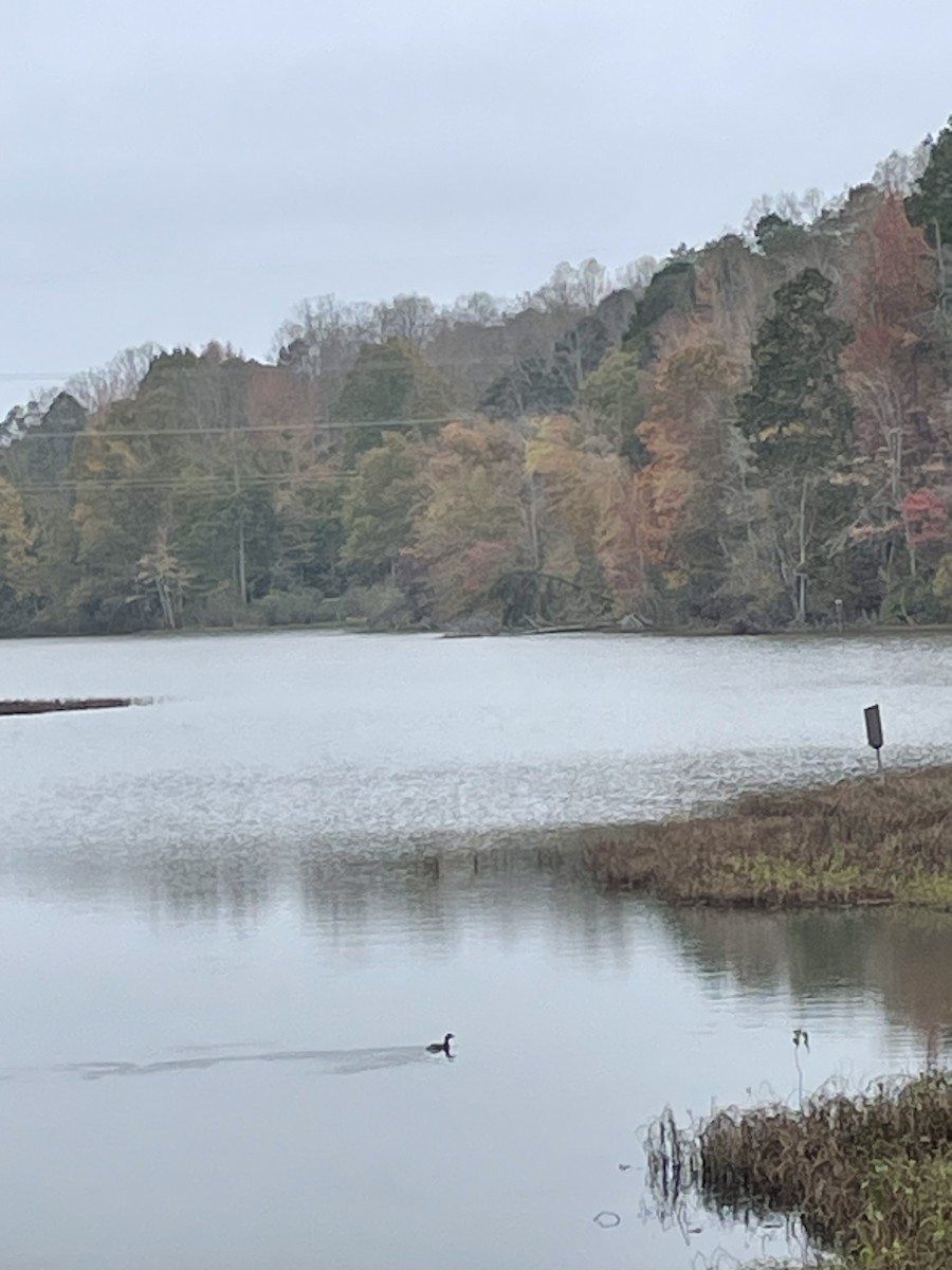 Pied-billed Grebe - ML644319757