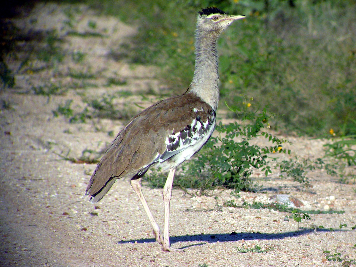 オーストラリアオオノガン - ML644319771