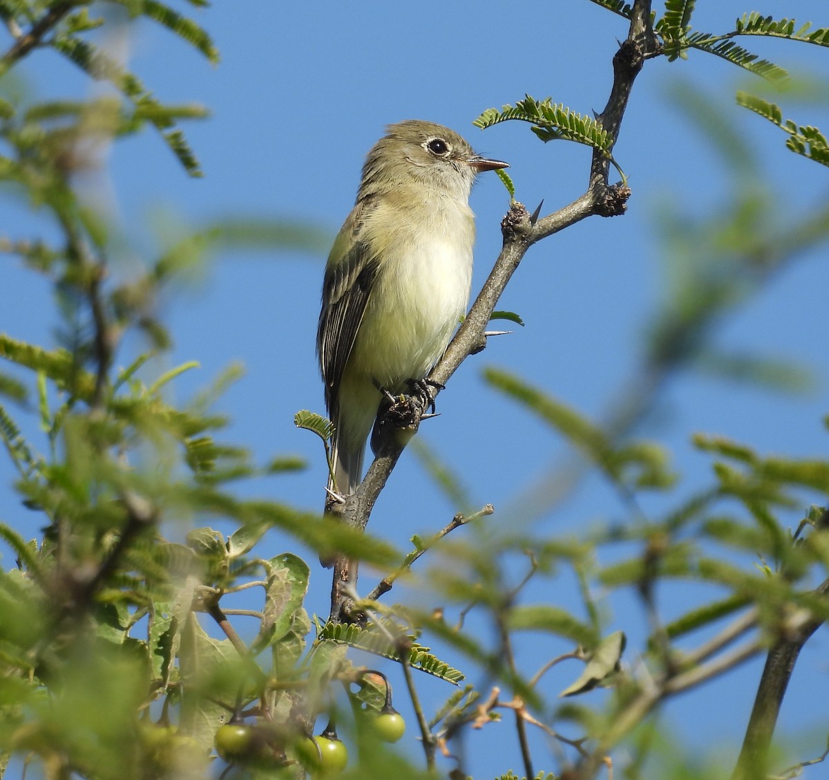 Least Flycatcher - ML644319774
