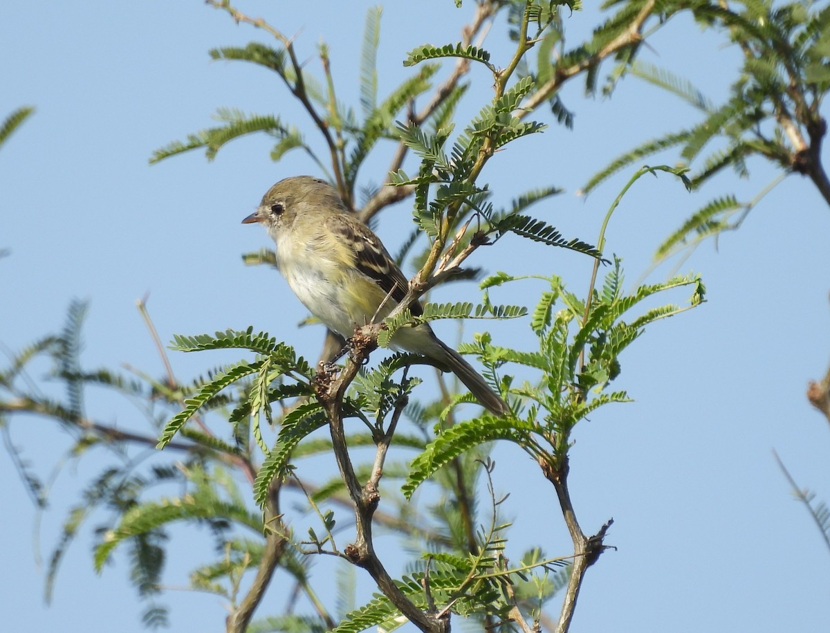 Least Flycatcher - ML644319775