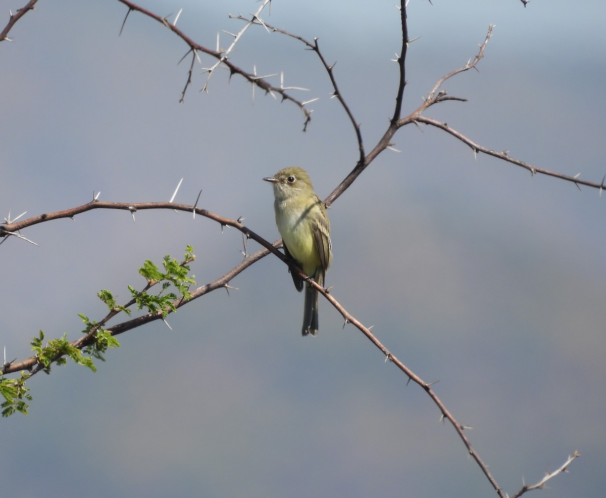 Moucherolle tchébec - ML644319776