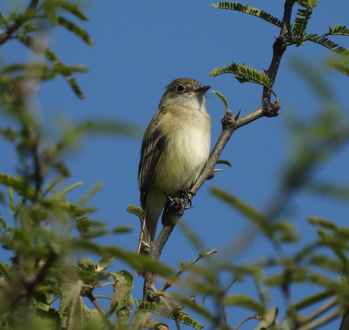 Moucherolle tchébec - ML644319777