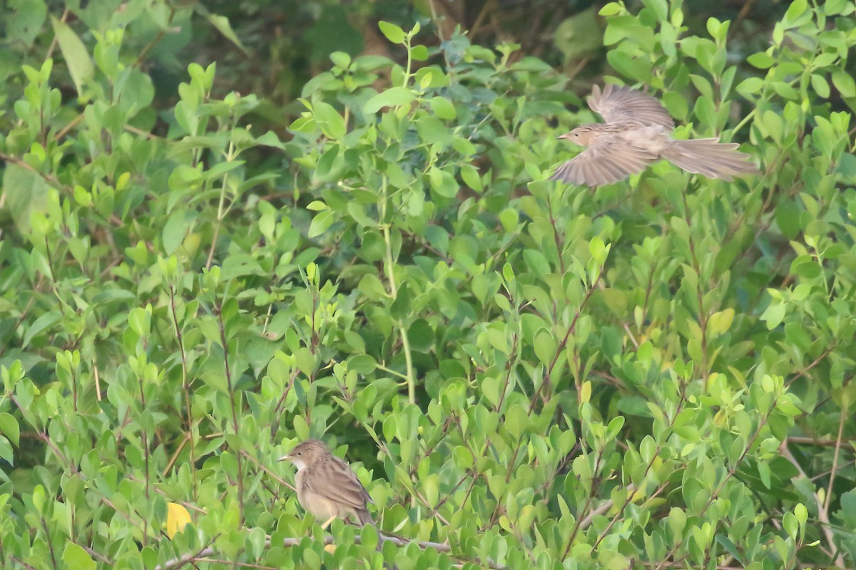 Common Babbler - ML644319778