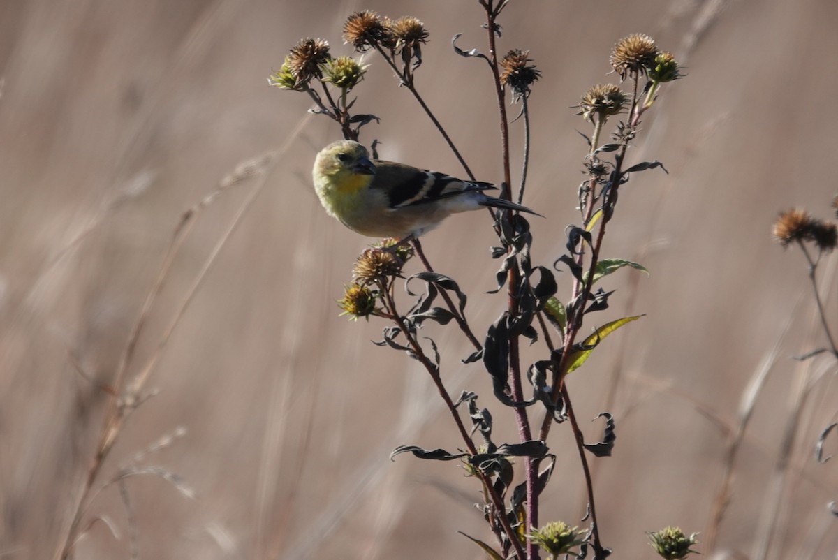 American Goldfinch - ML644319785