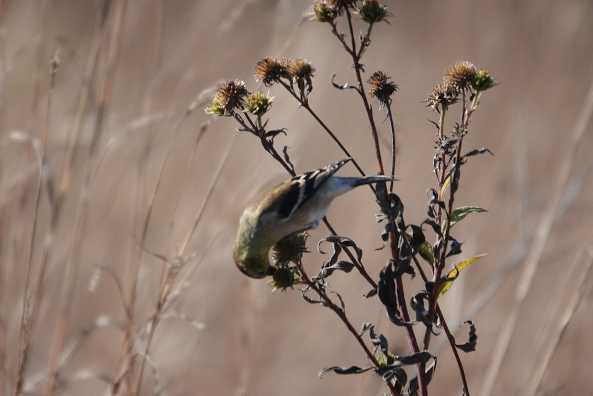 American Goldfinch - ML644319786