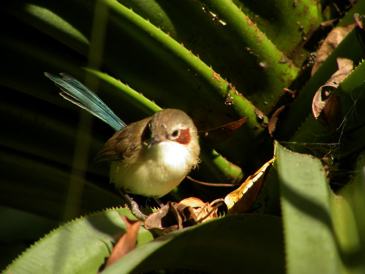 Purple-crowned Fairywren - ML644319795