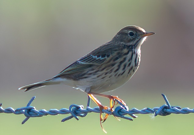 Meadow Pipit - ML644319796
