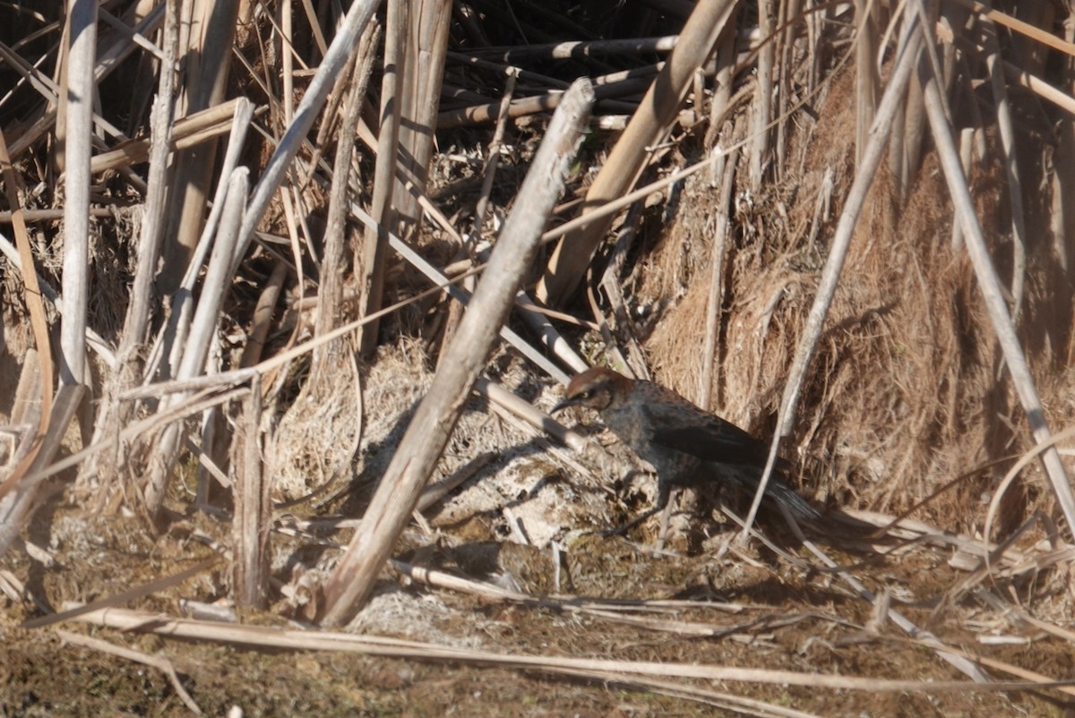 Rusty Blackbird - ML644319799