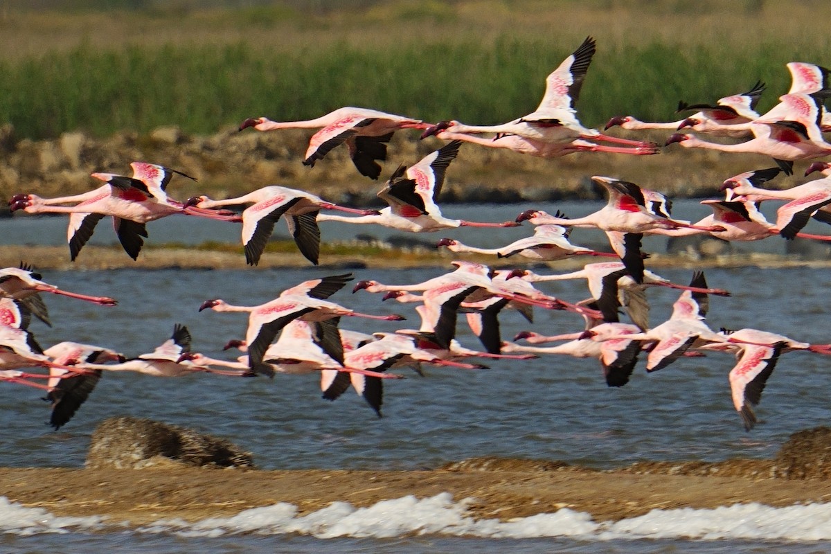 Flamant nain - ML644319809