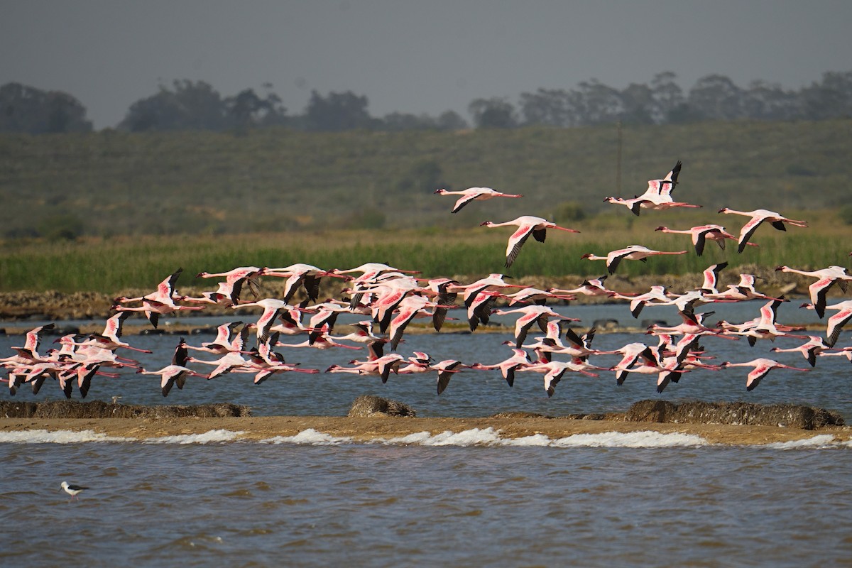 Flamant nain - ML644319810