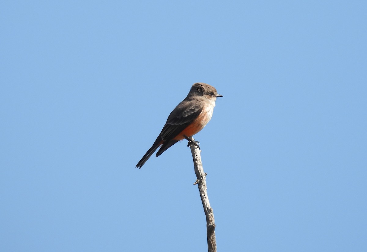 Vermilion Flycatcher - ML644319812