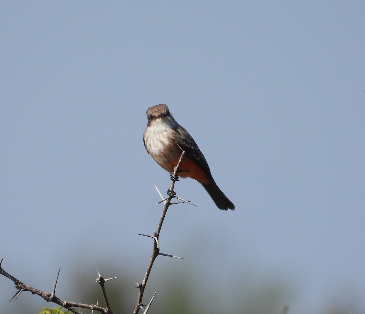 Vermilion Flycatcher - ML644319813