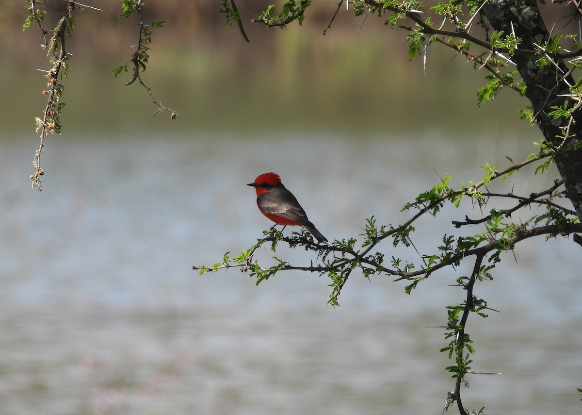 Vermilion Flycatcher - ML644319814