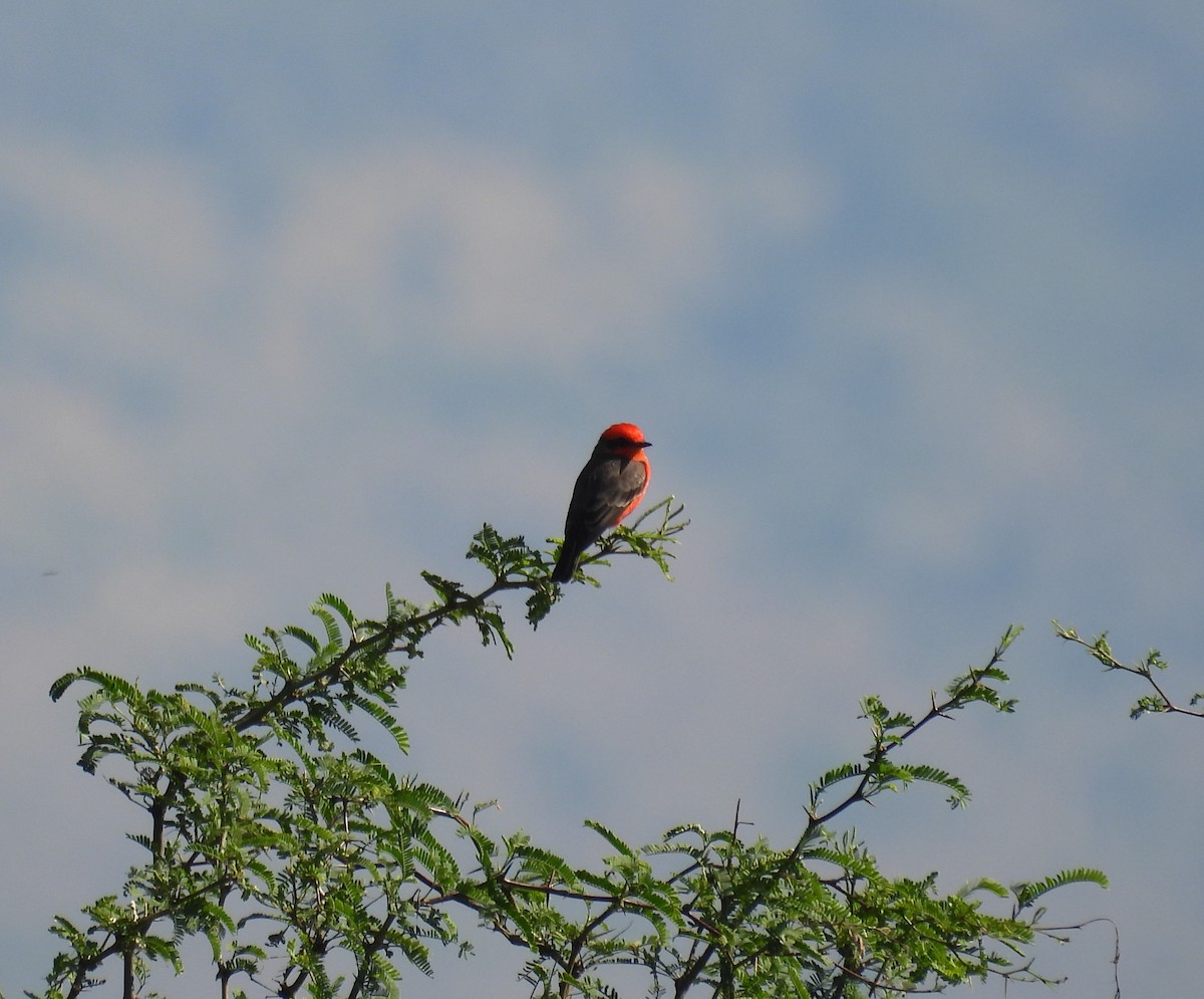 Vermilion Flycatcher - ML644319815