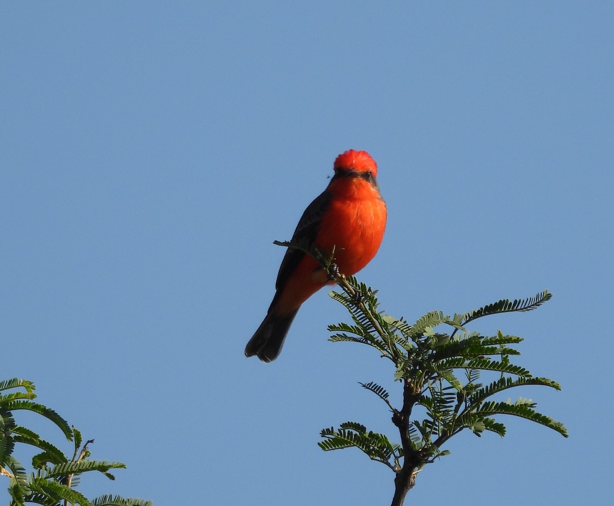 Vermilion Flycatcher - ML644319816