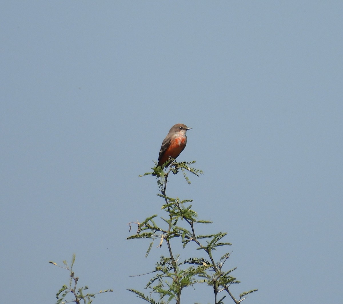 Vermilion Flycatcher - ML644319817