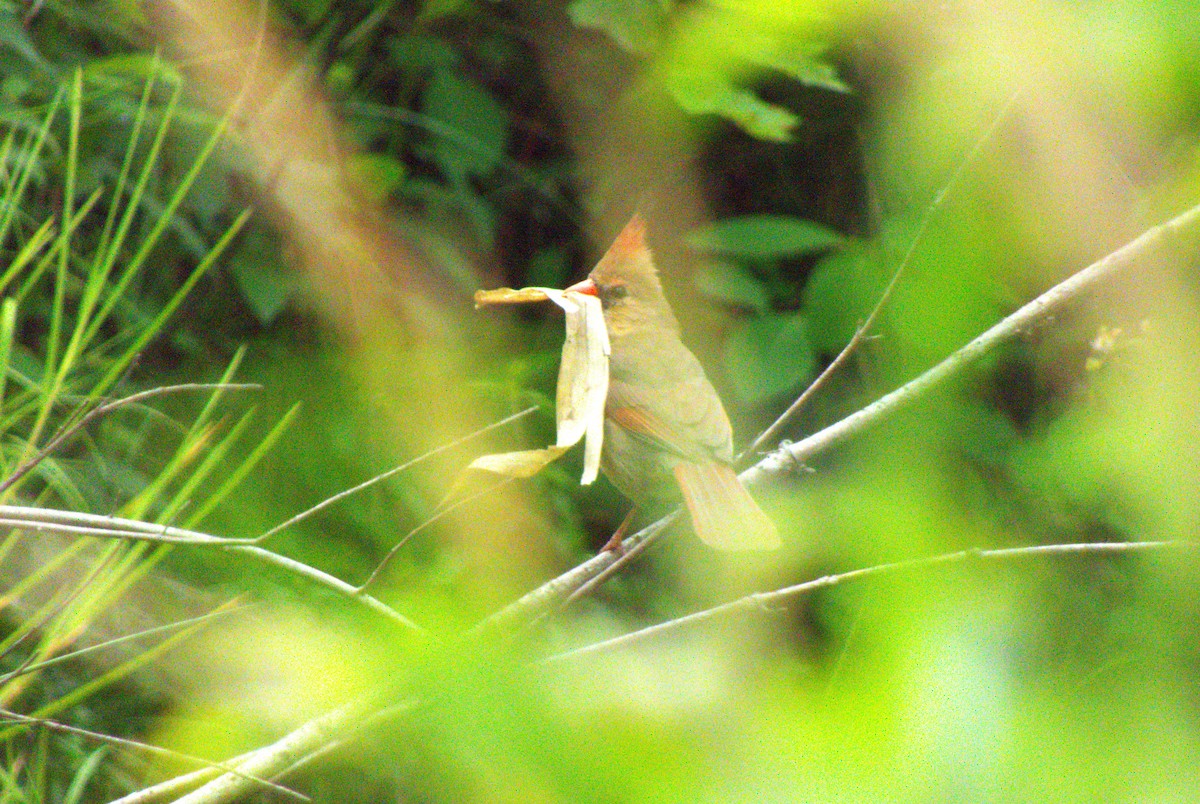 kardinál červený - ML644319822