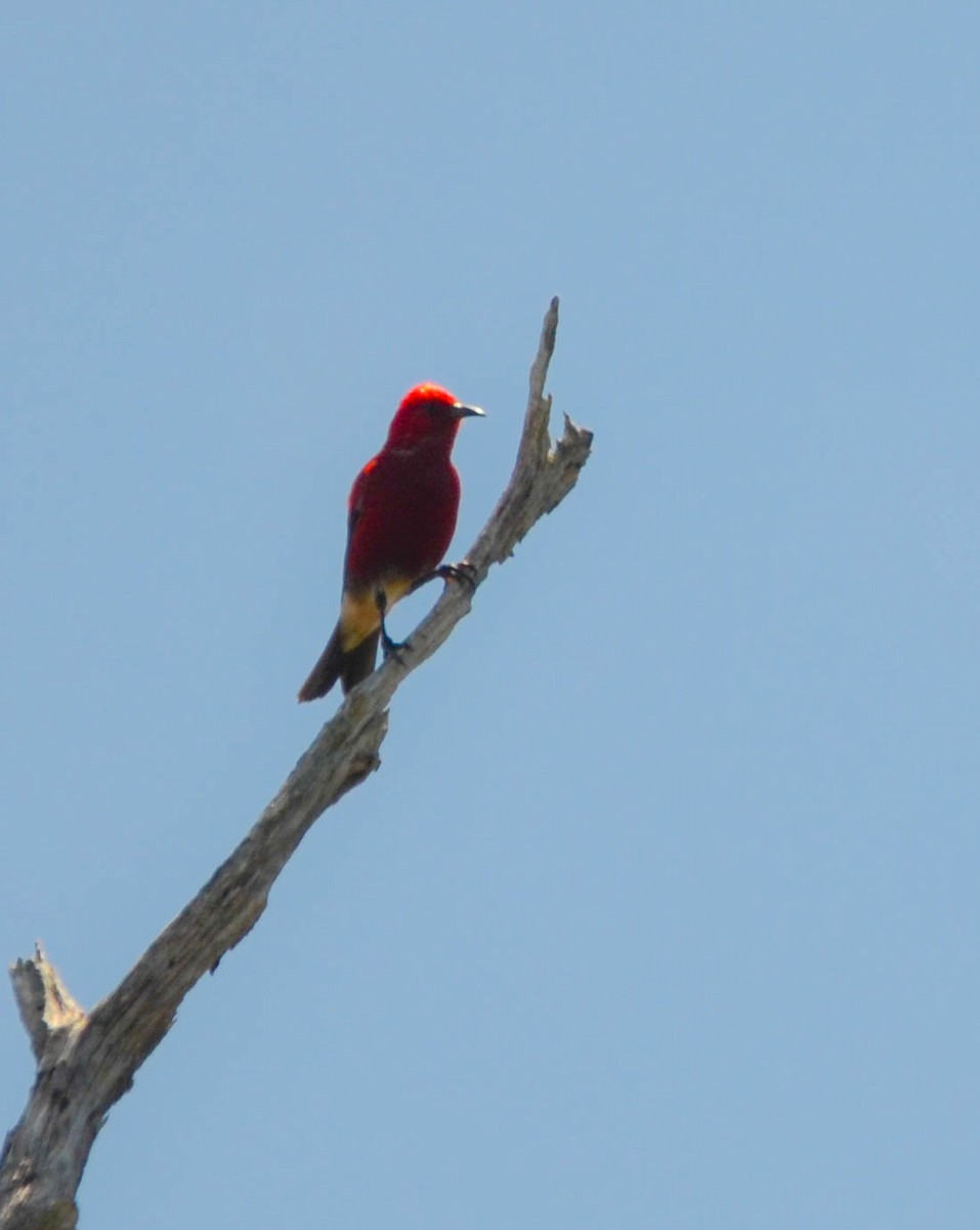 Apapane - ML644319824