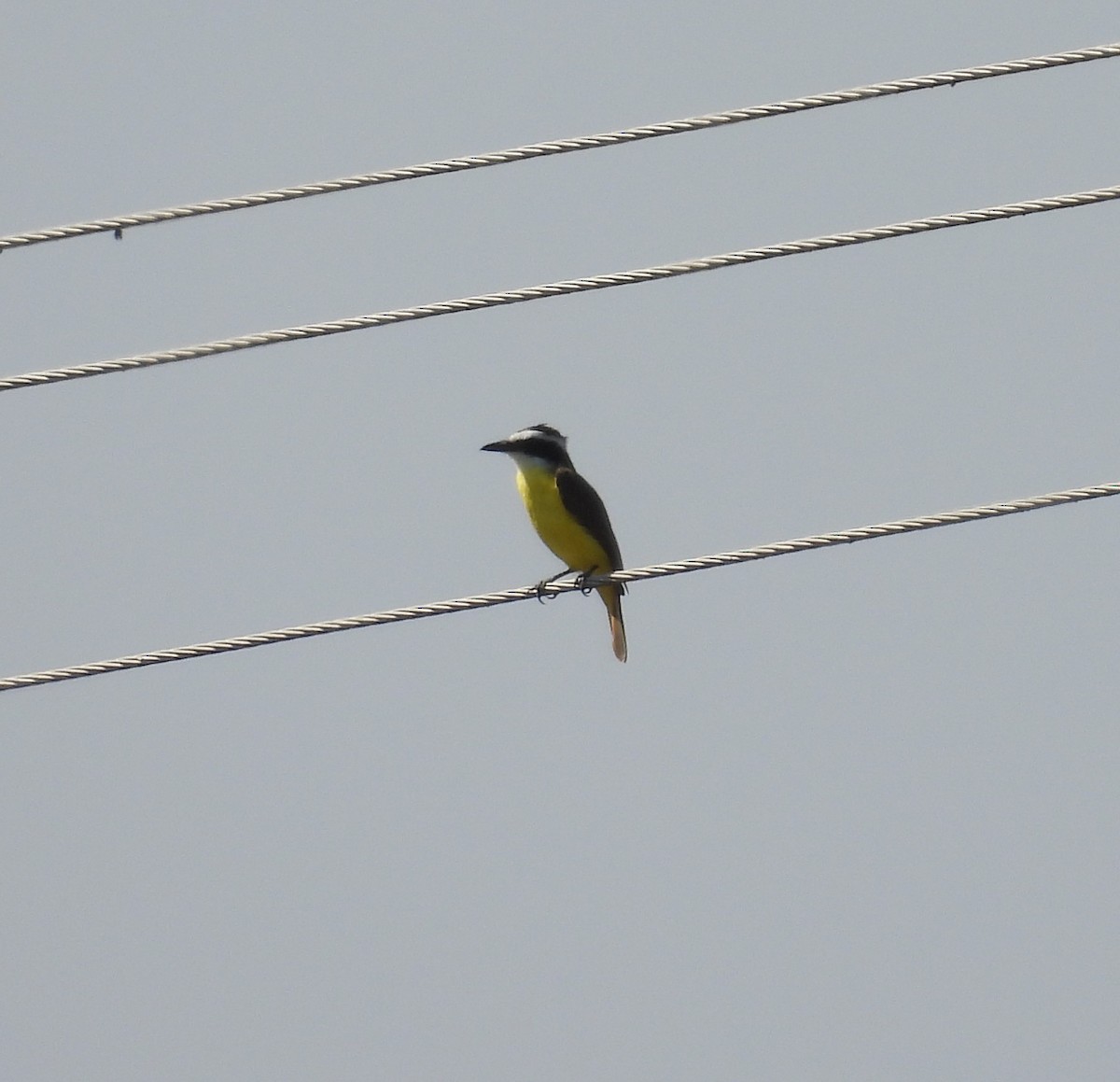 Great Kiskadee - ML644319829