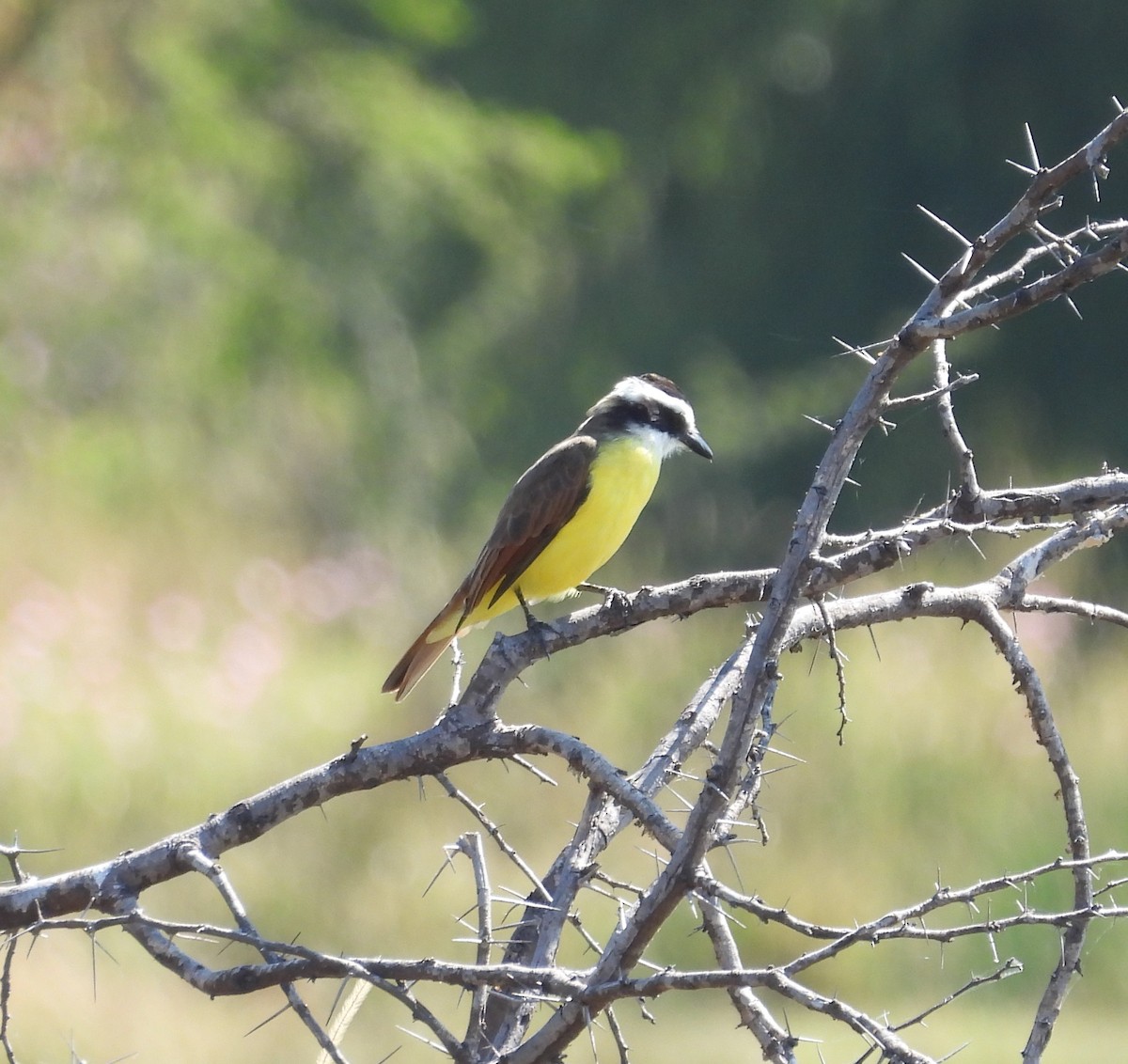 Great Kiskadee - ML644319830