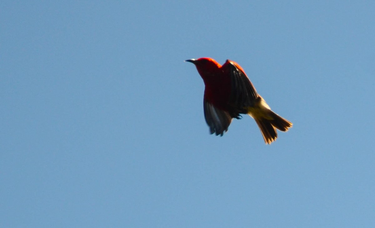 Apapane - ML644319839