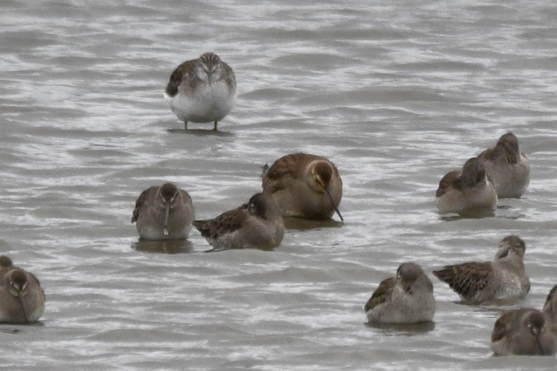 Hudsonian Godwit - ML644319841