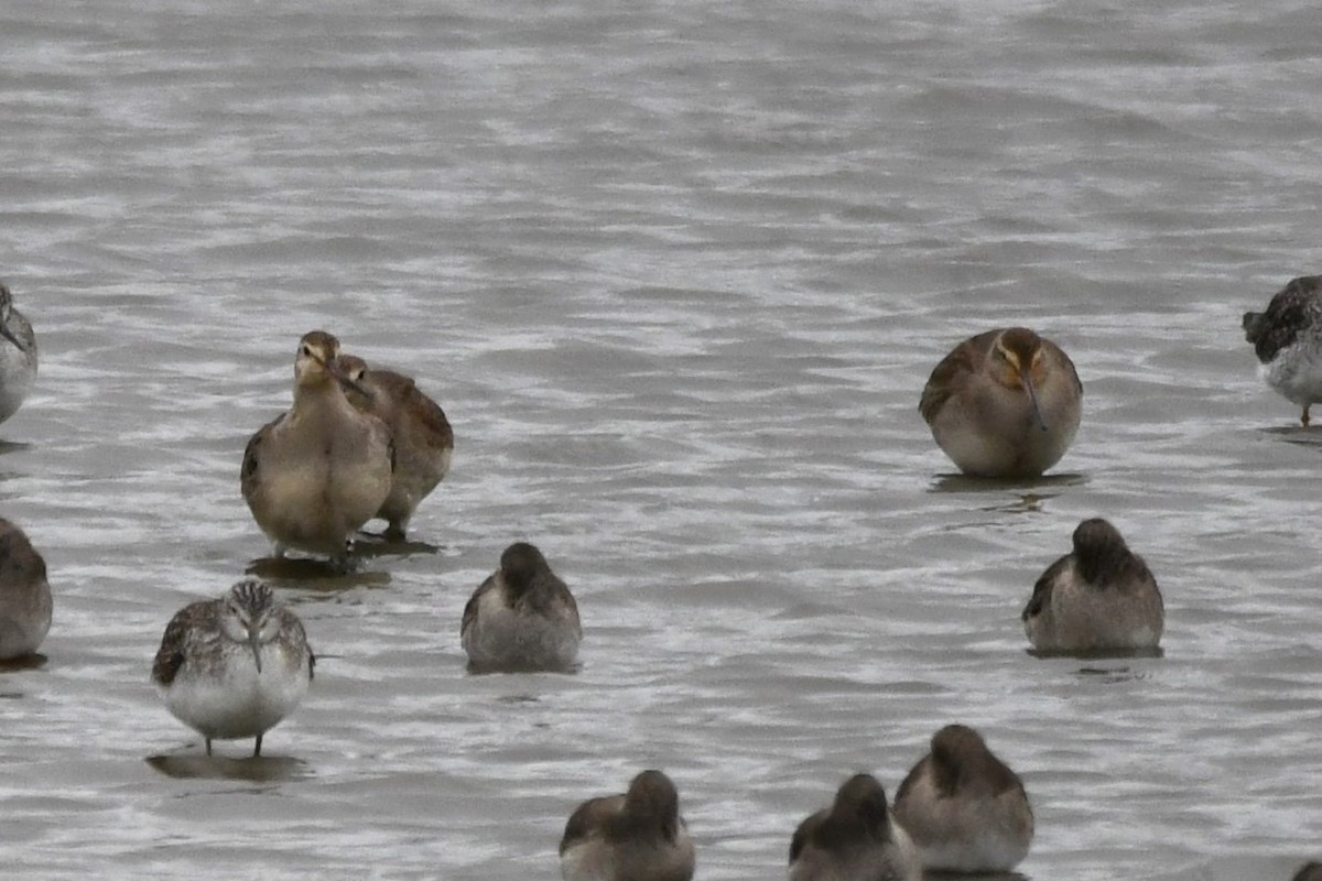 Hudsonian Godwit - ML644319842