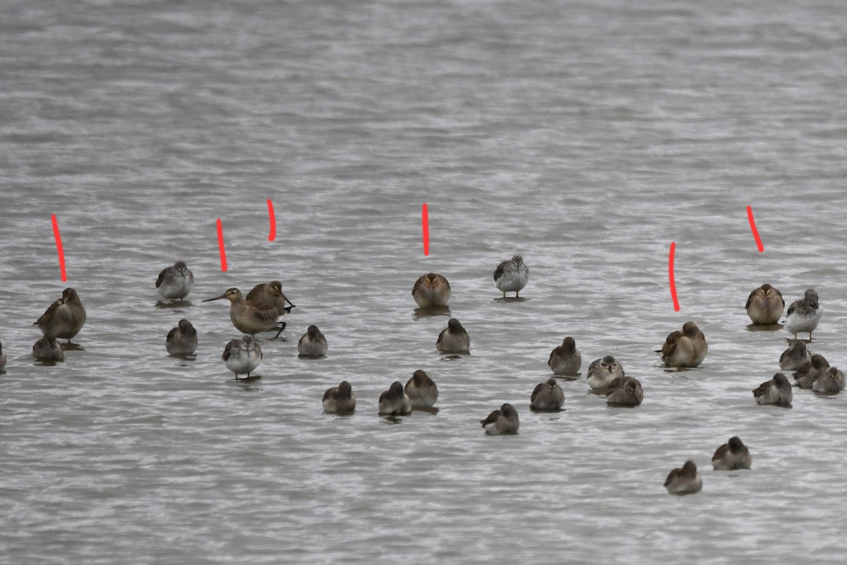 Hudsonian Godwit - ML644319843
